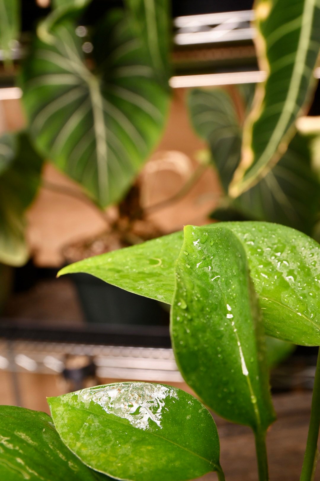 Pothos Jade