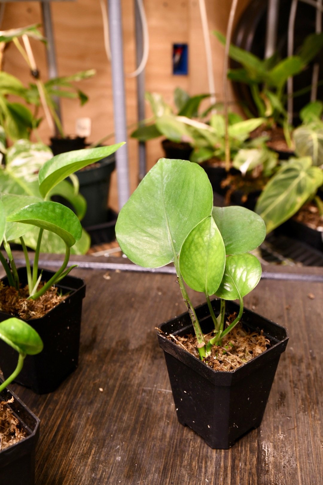 Pothos Jade