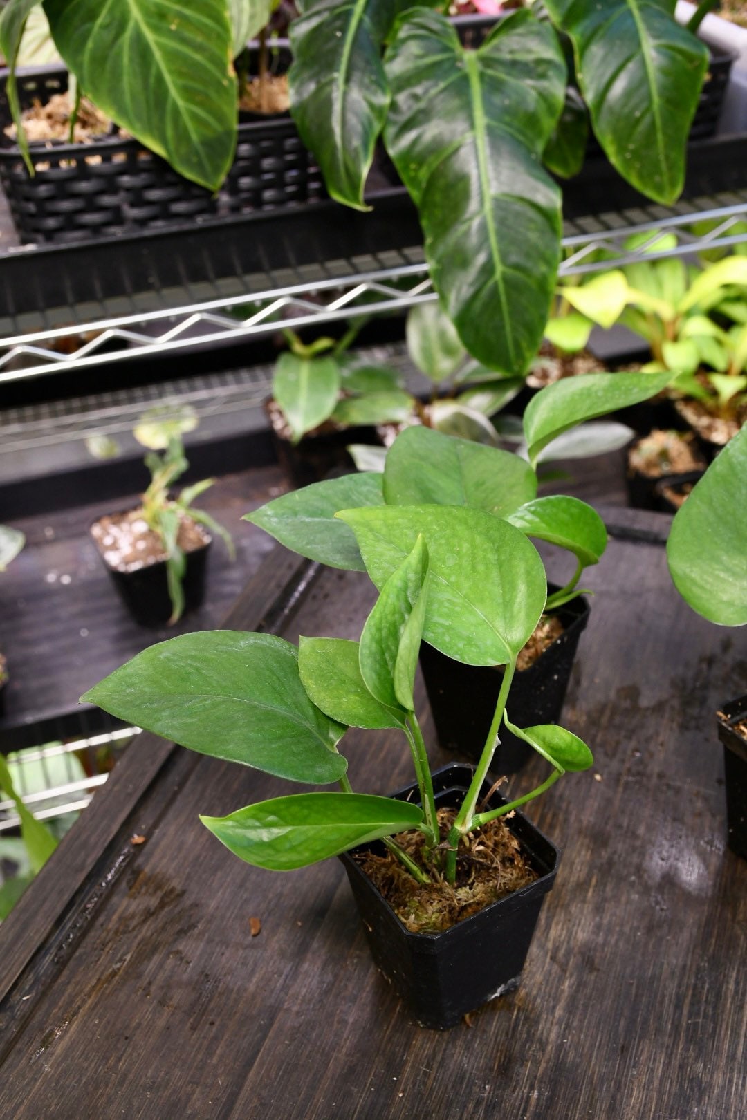 Pothos Jade