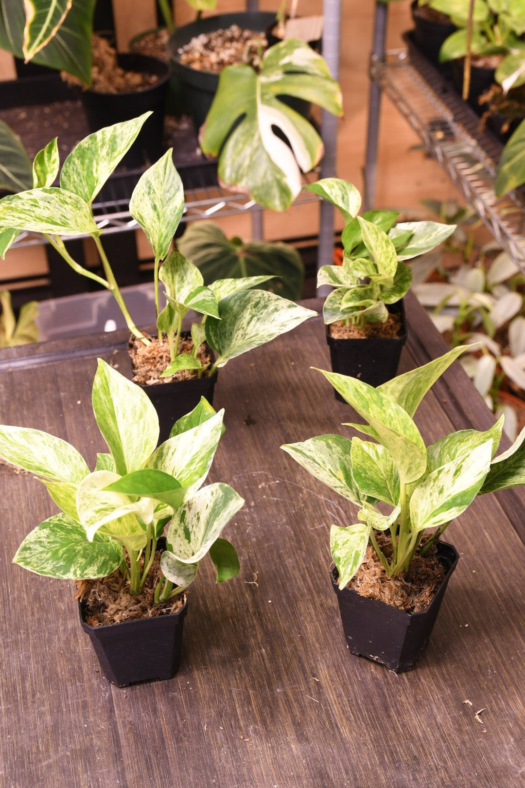 Pothos Marble