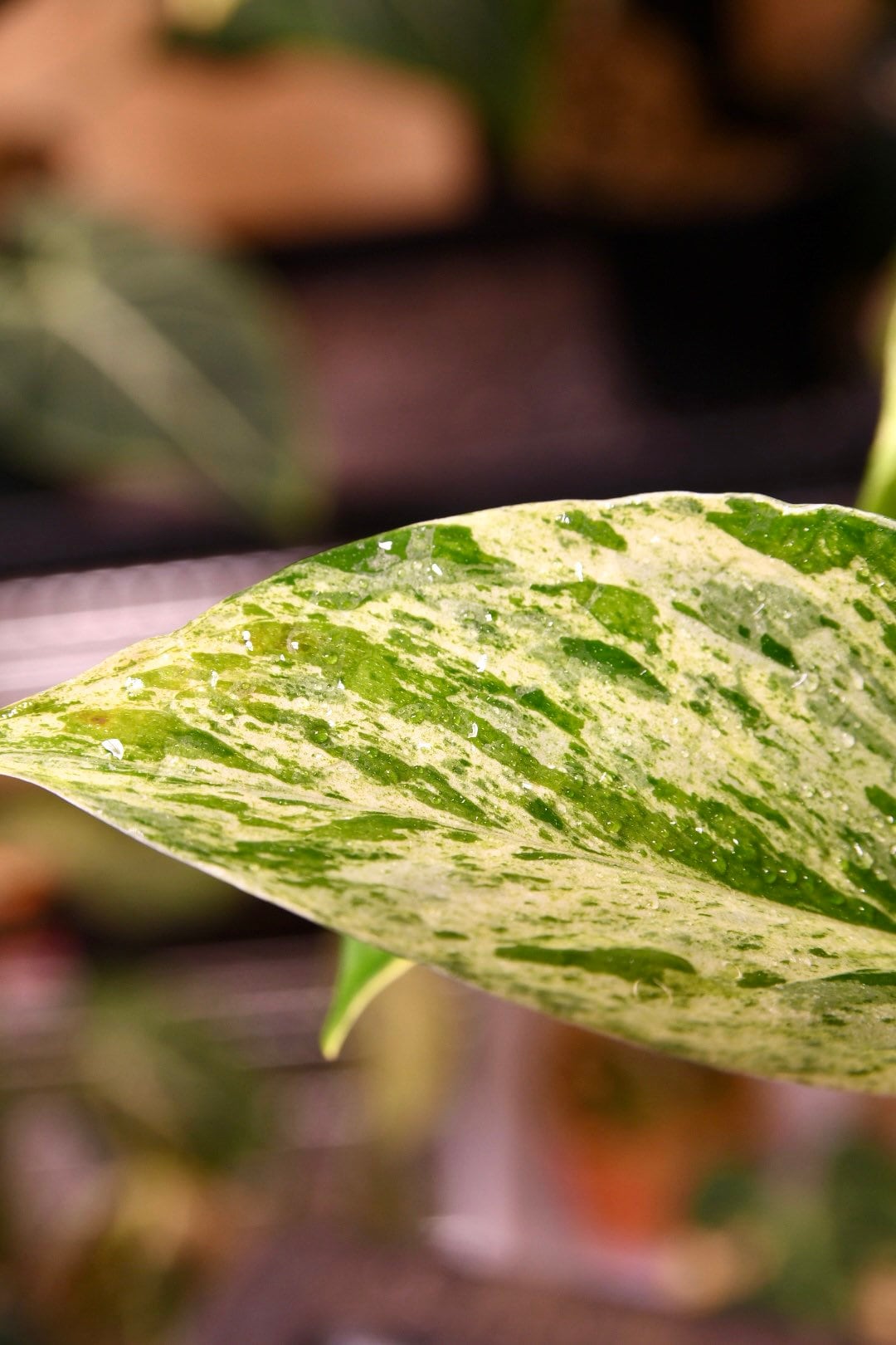 Pothos Marble