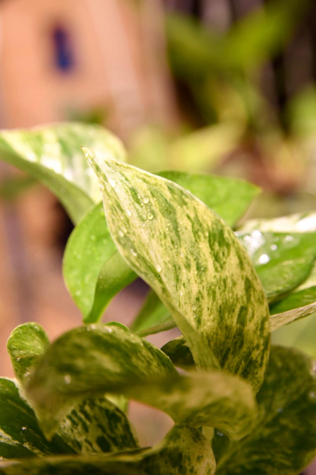 Pothos Marble