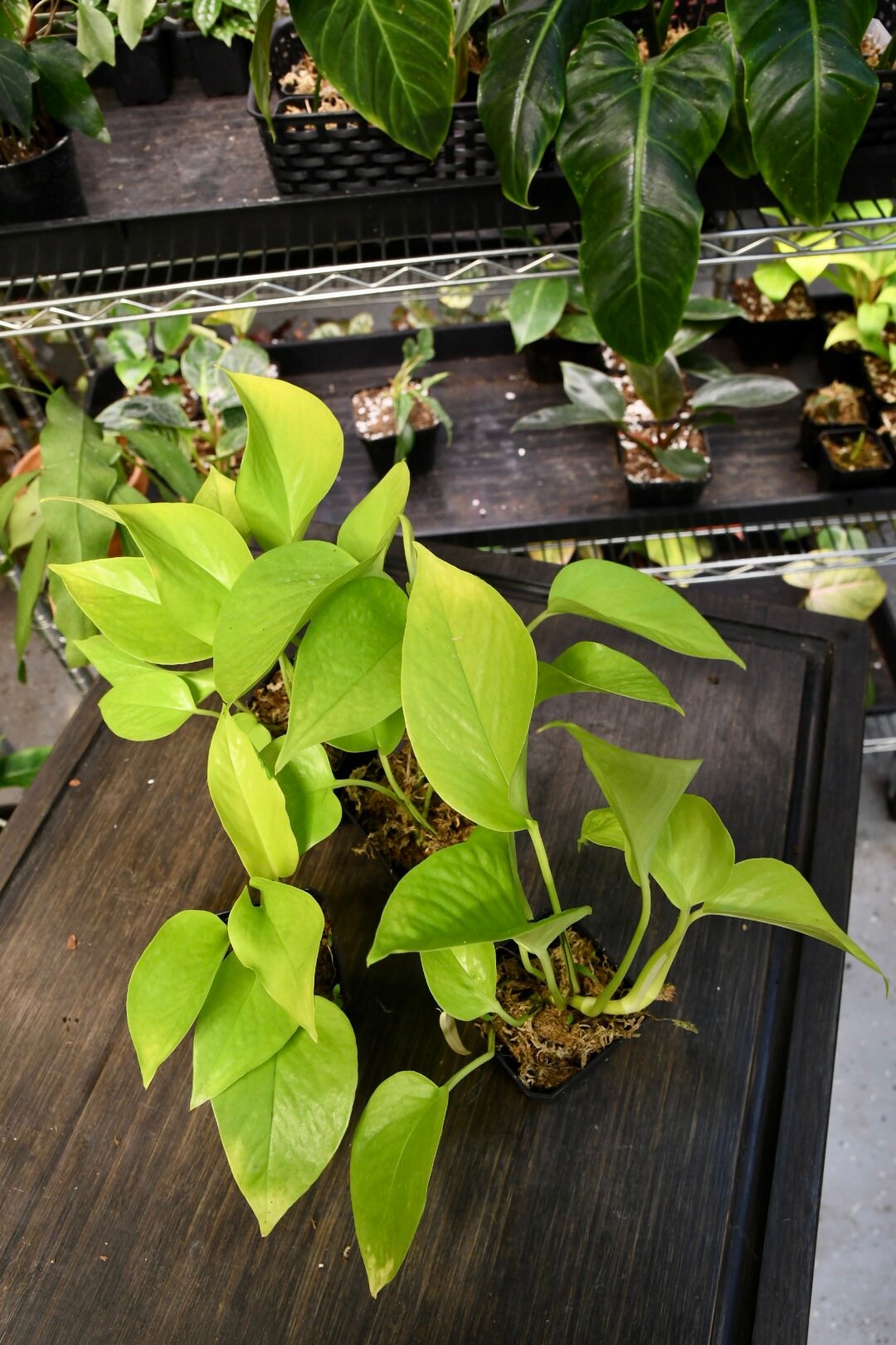 Pothos Neon