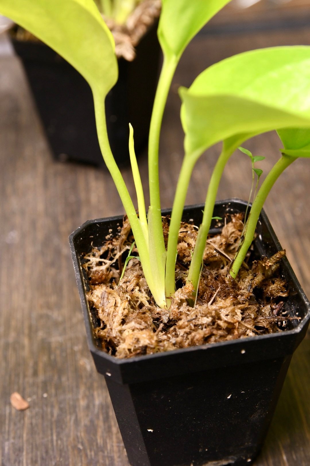 Pothos Neon