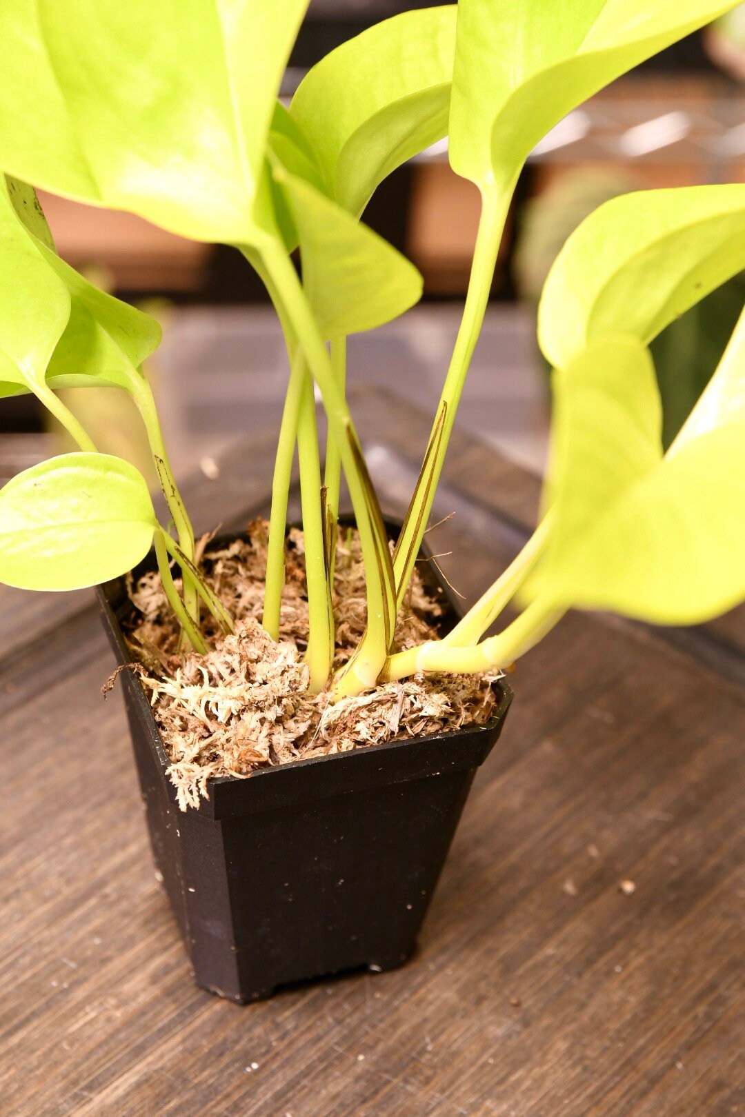Pothos Neon