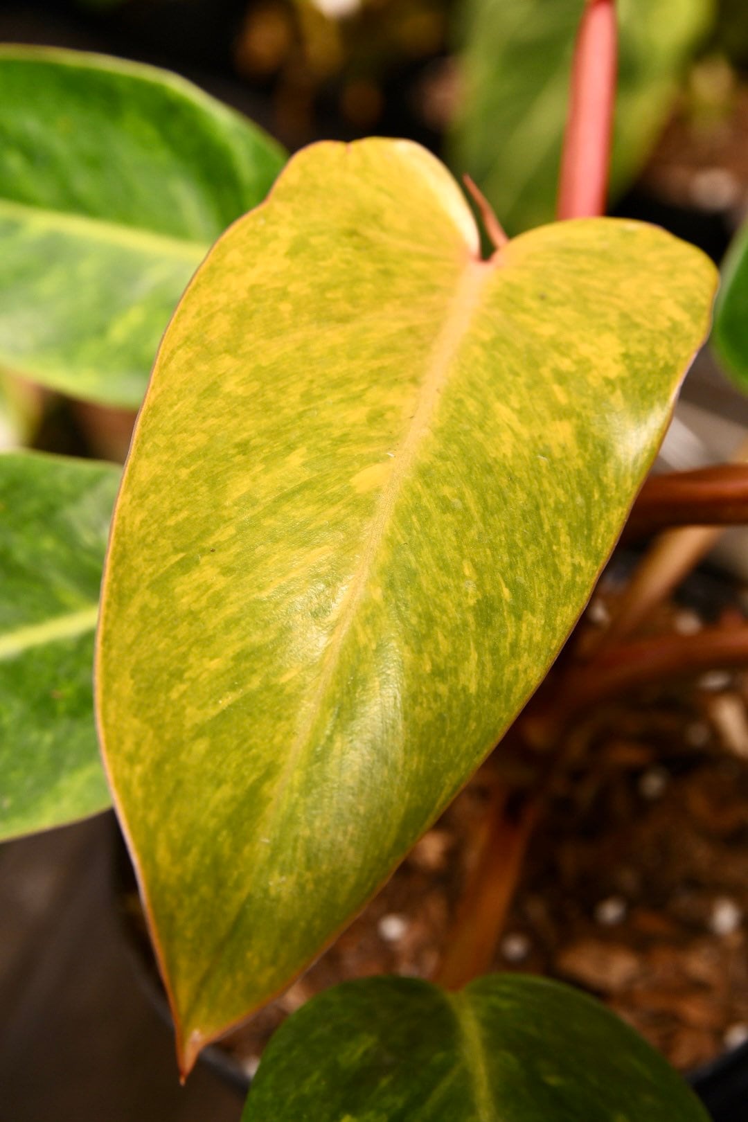 Philodendron Painted Lady