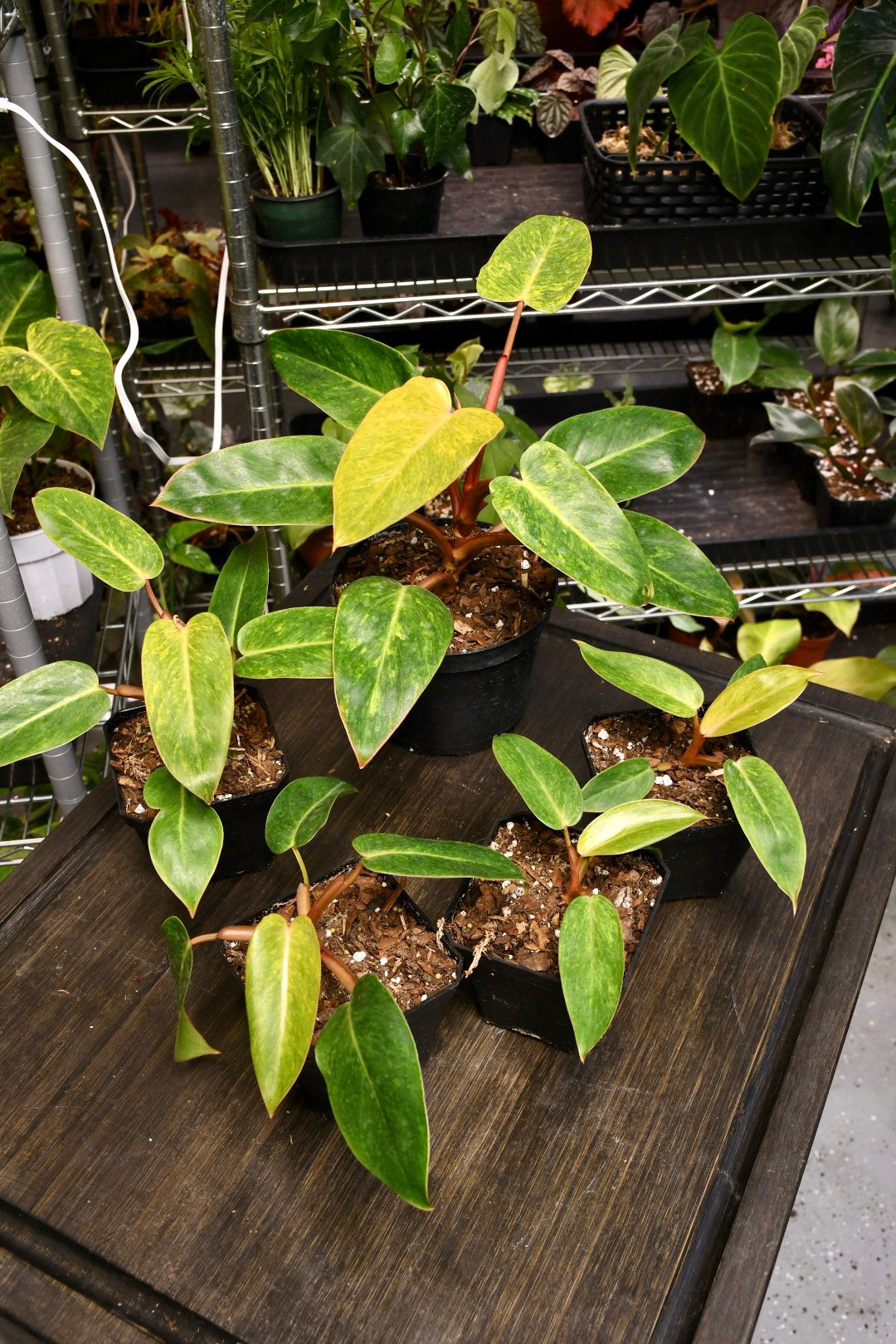 Philodendron Painted Lady