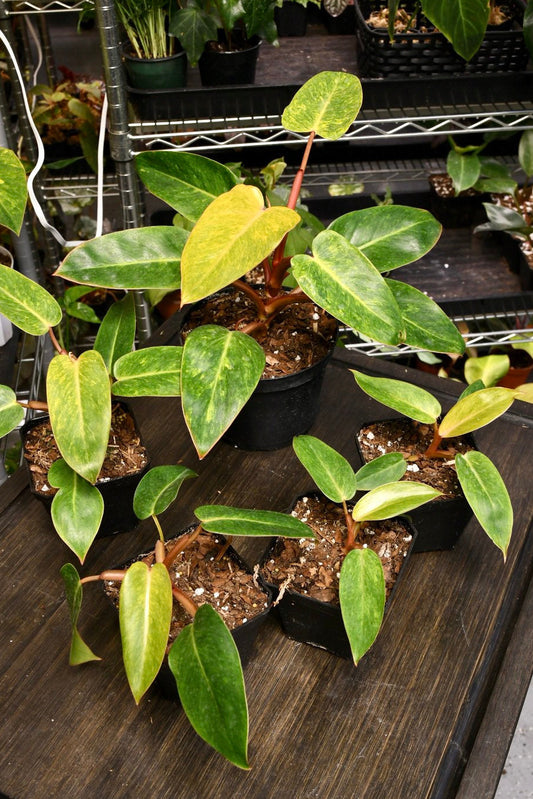 Philodendron Painted Lady