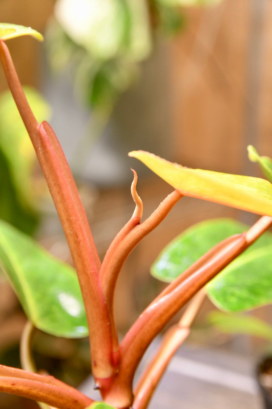 Philodendron Painted Lady