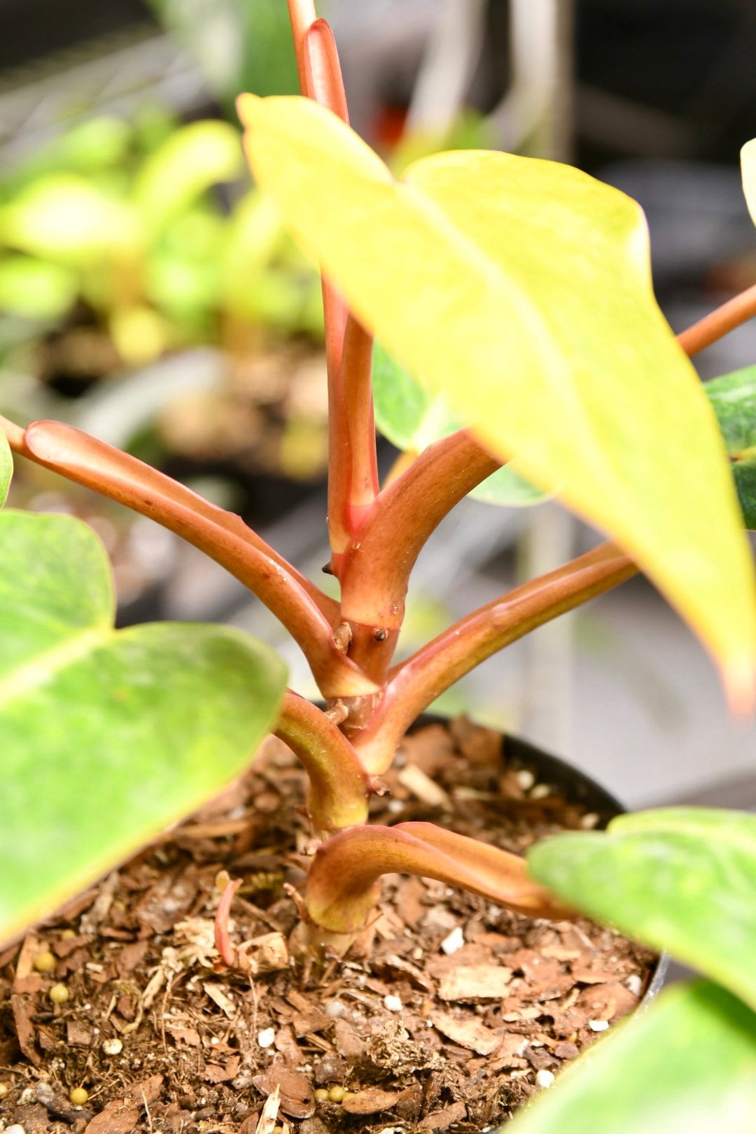 Philodendron Painted Lady