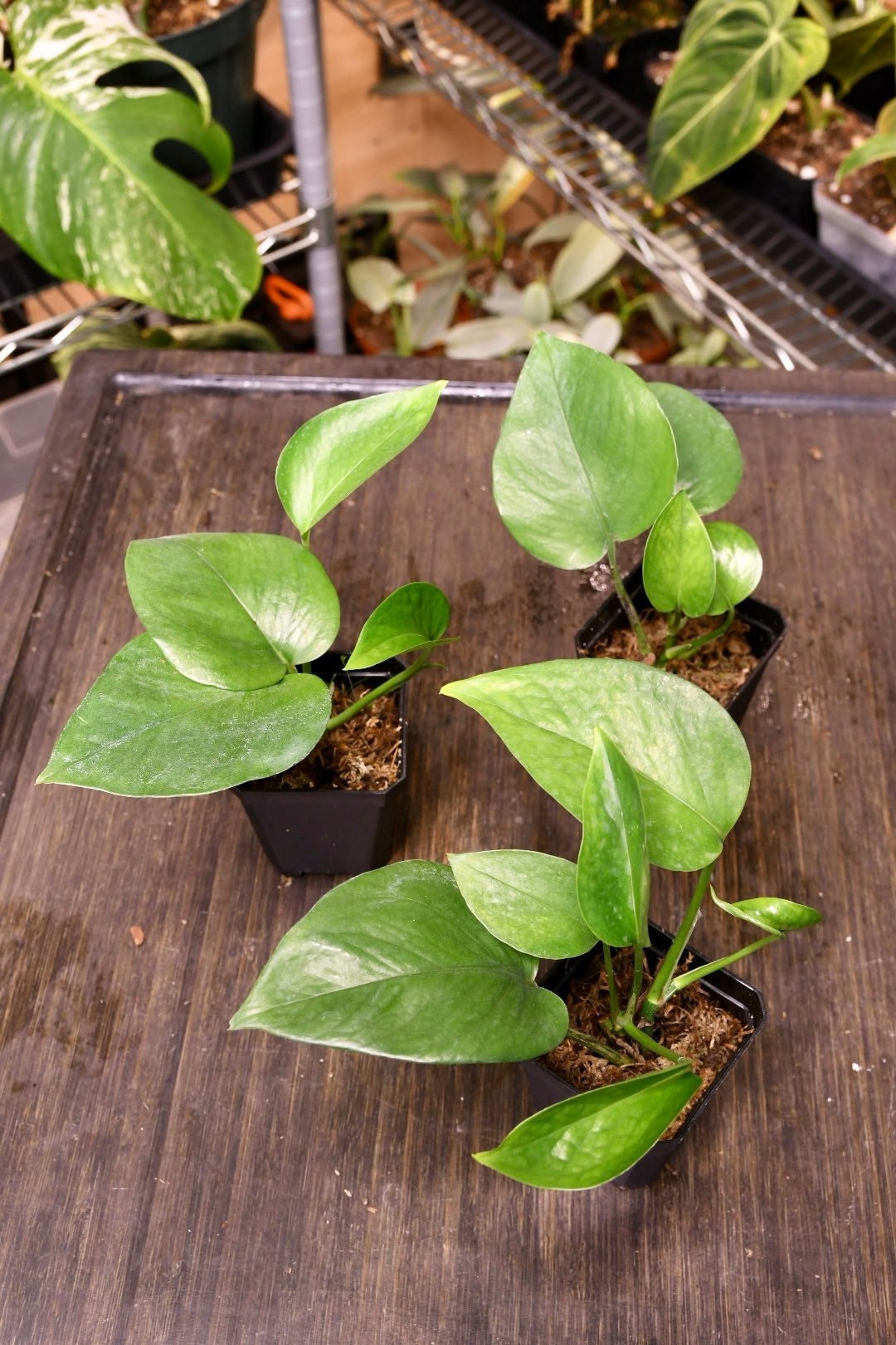 Pothos Jade
