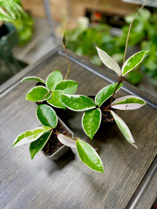 Hoya Carnosa Krimson Queen