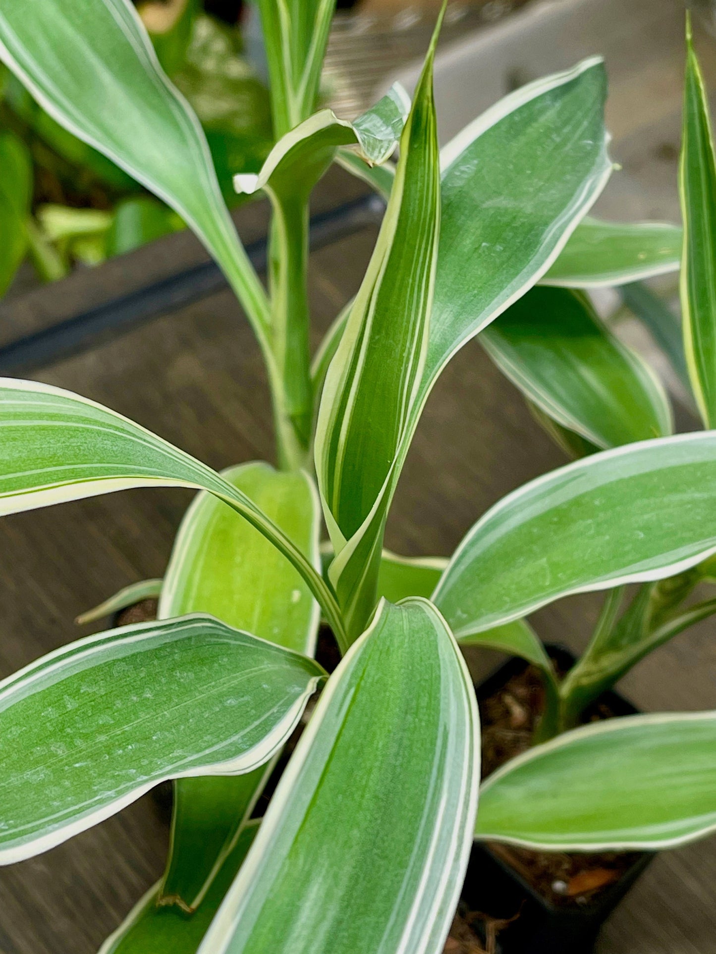 Dracaena Sanderiana Lucky Bamboo