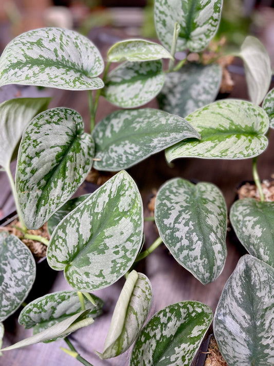 Scindapsus Pictus Exotica