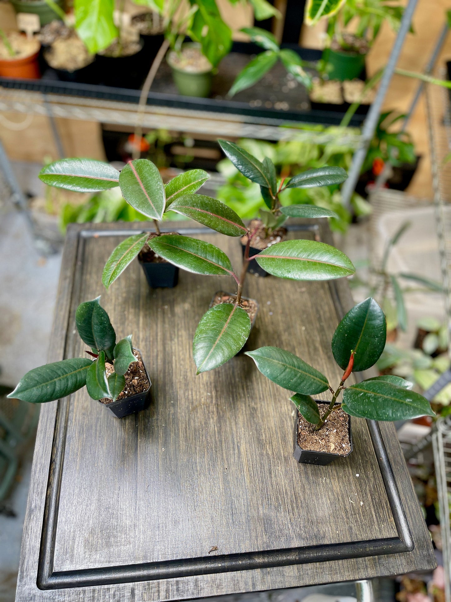 Ficus Elastica Burgundy