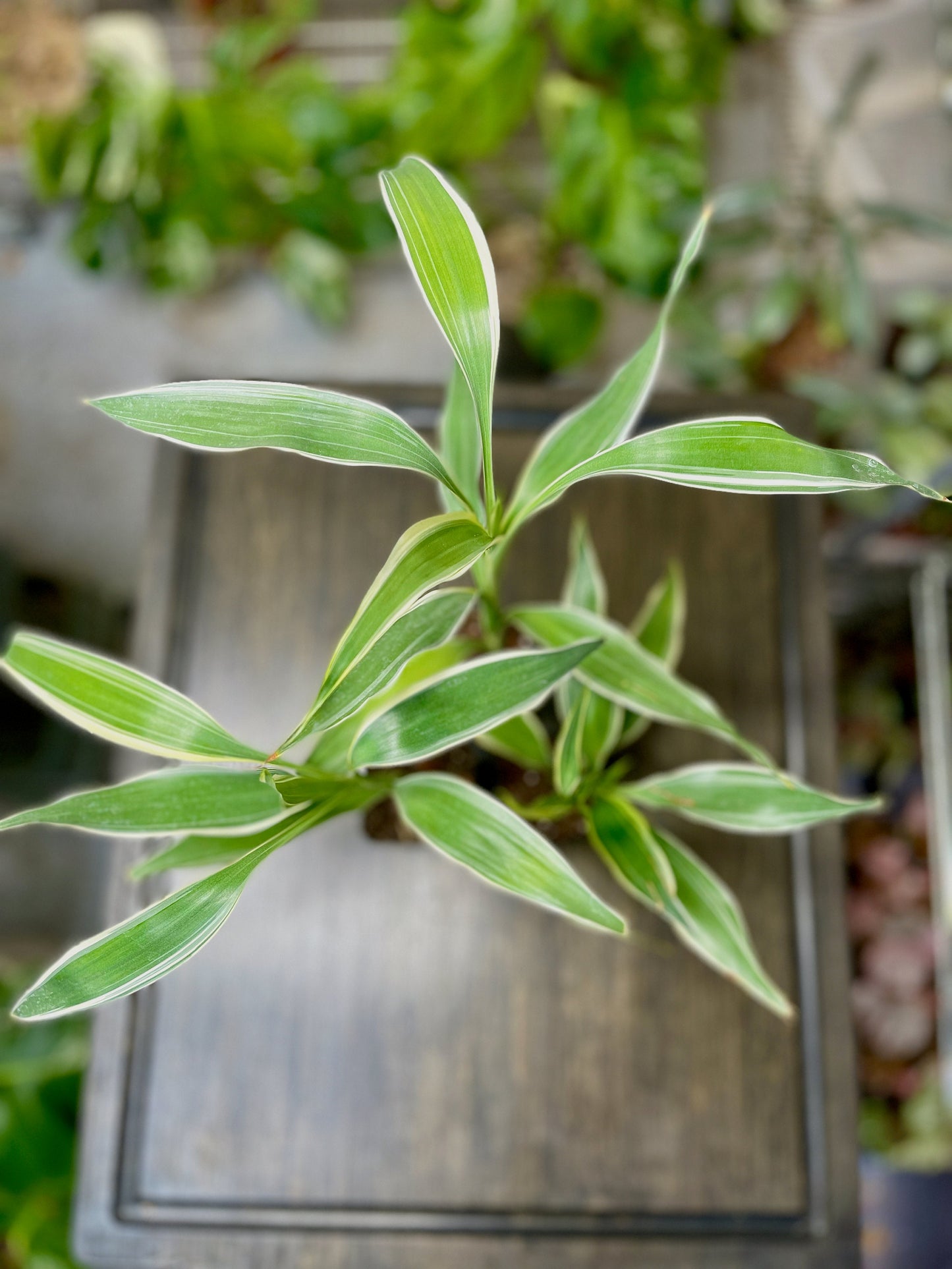 Dracaena Sanderiana Lucky Bamboo