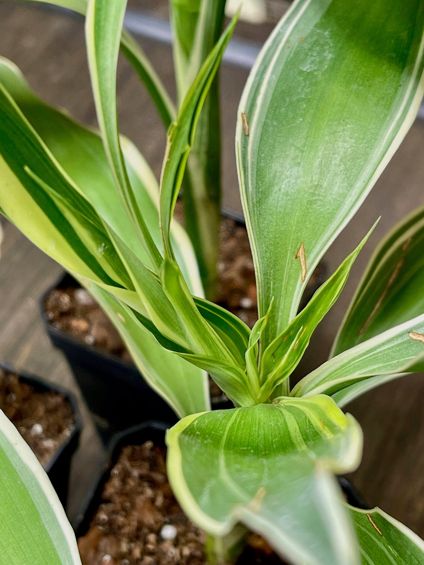 Dracaena Sanderiana Lucky Bamboo