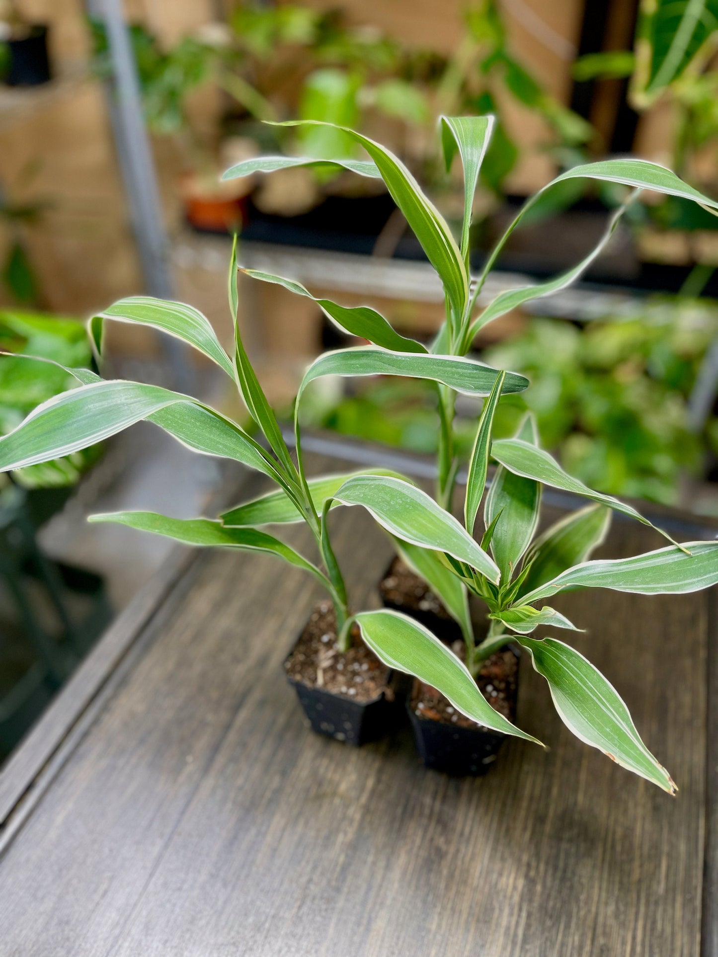 Dracaena Sanderiana Lucky Bamboo