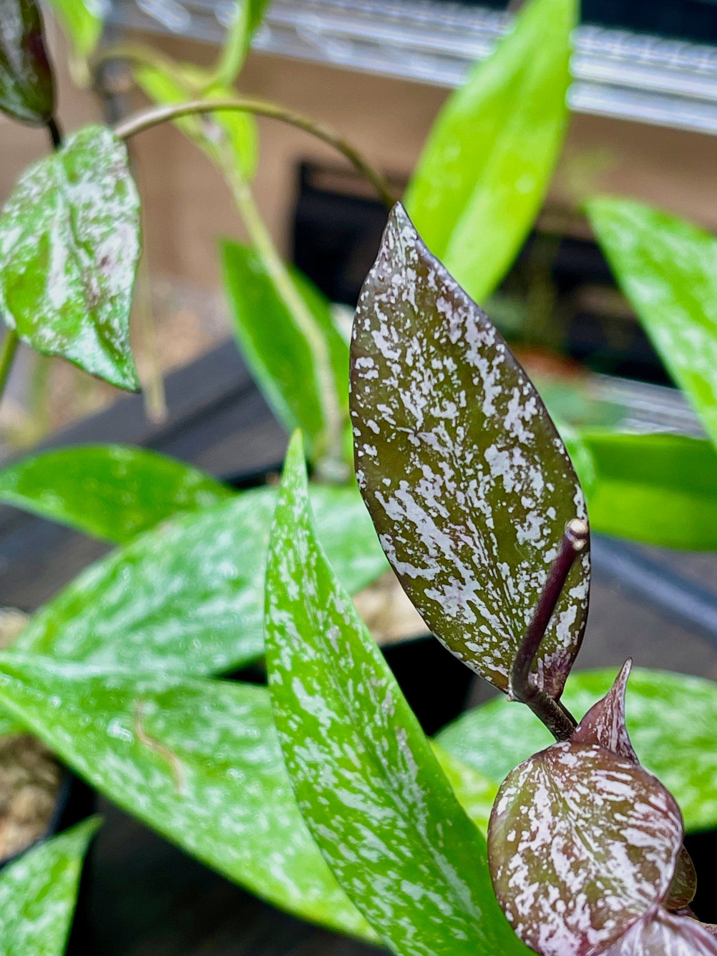 Hoya Pubicalyx Splash