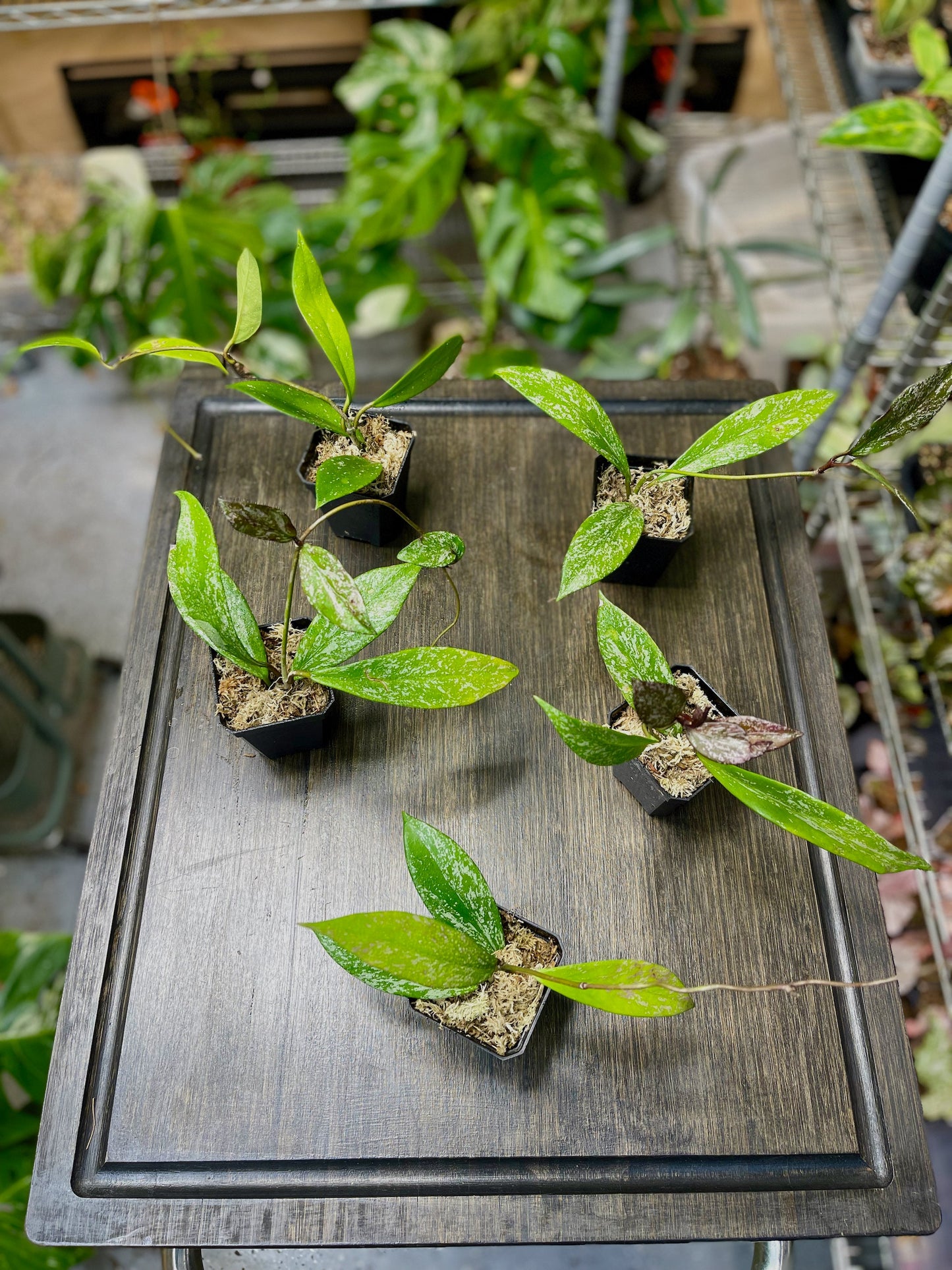Hoya Pubicalyx Splash