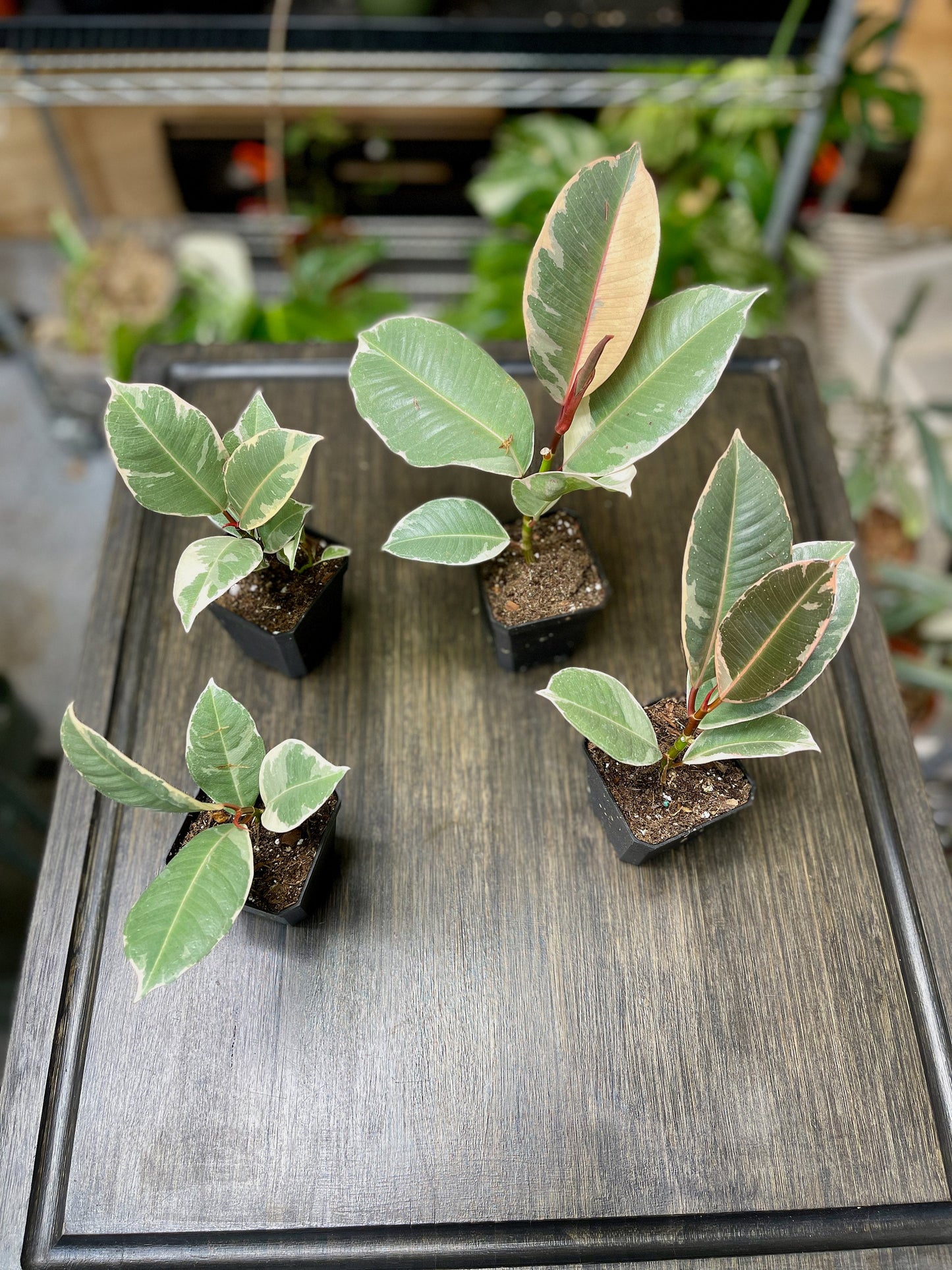 Ficus Elastica Tineke