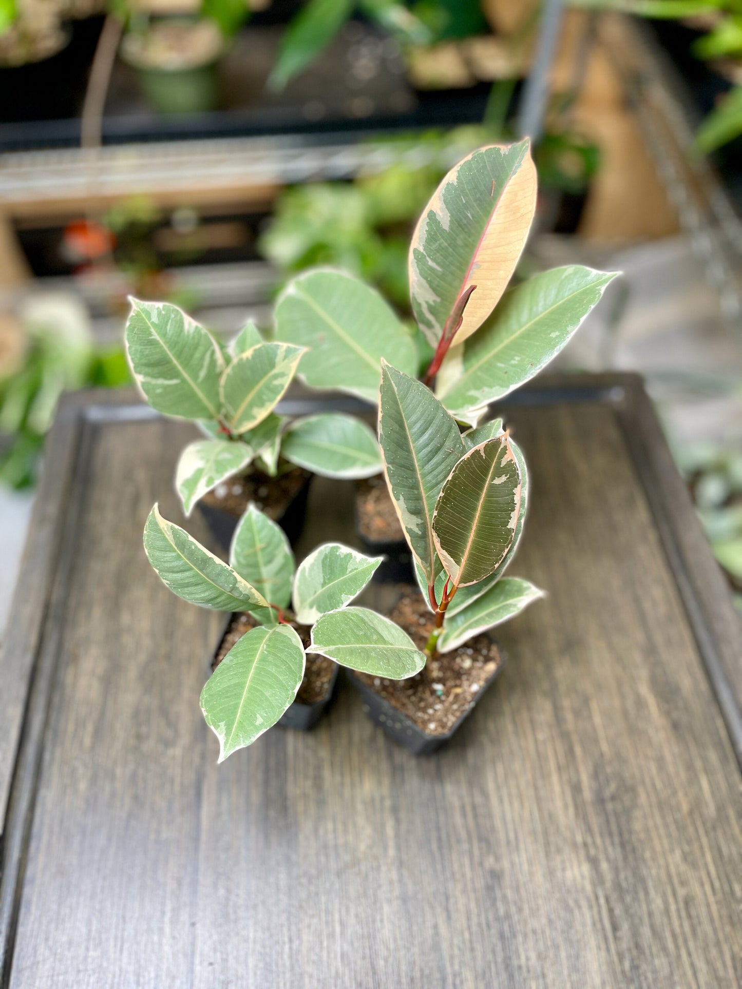 Ficus Elastica Tineke