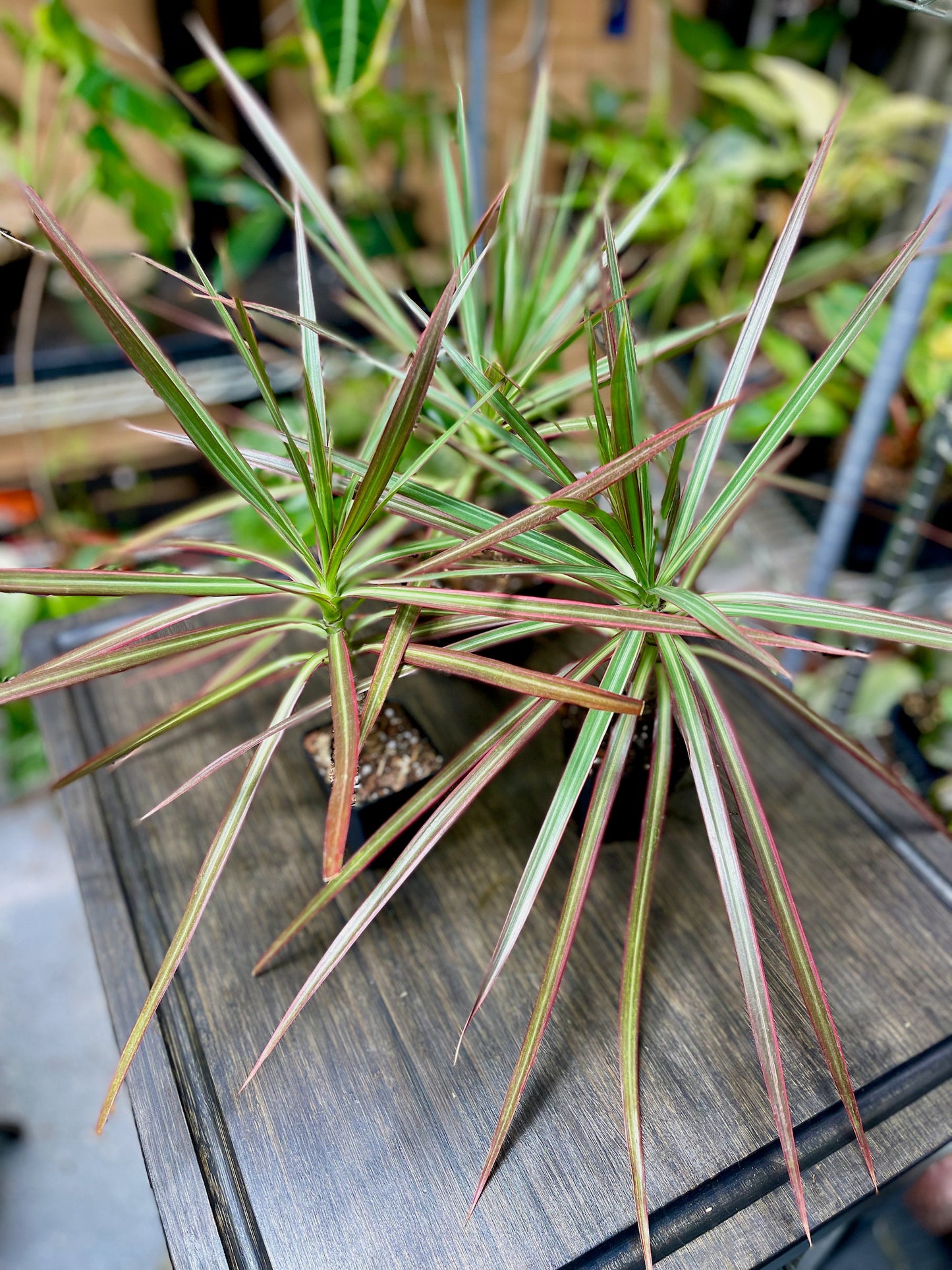 Dracaena Marginata Tricolor