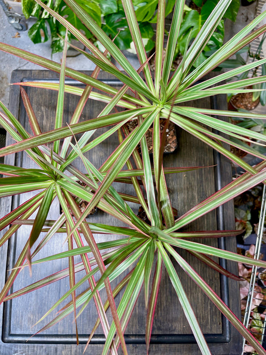 Dracaena Marginata Tricolor