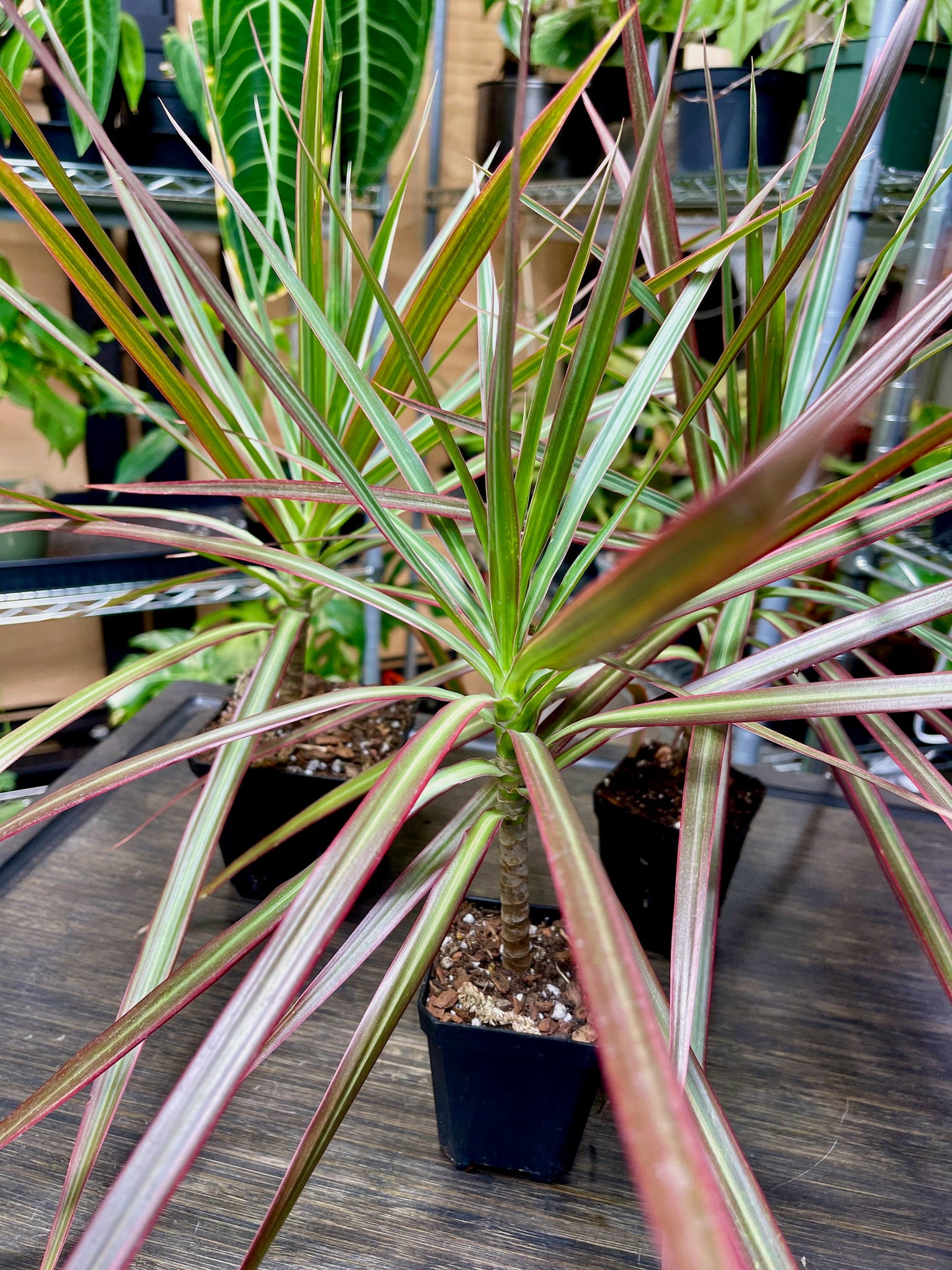 Dracaena Marginata Tricolor