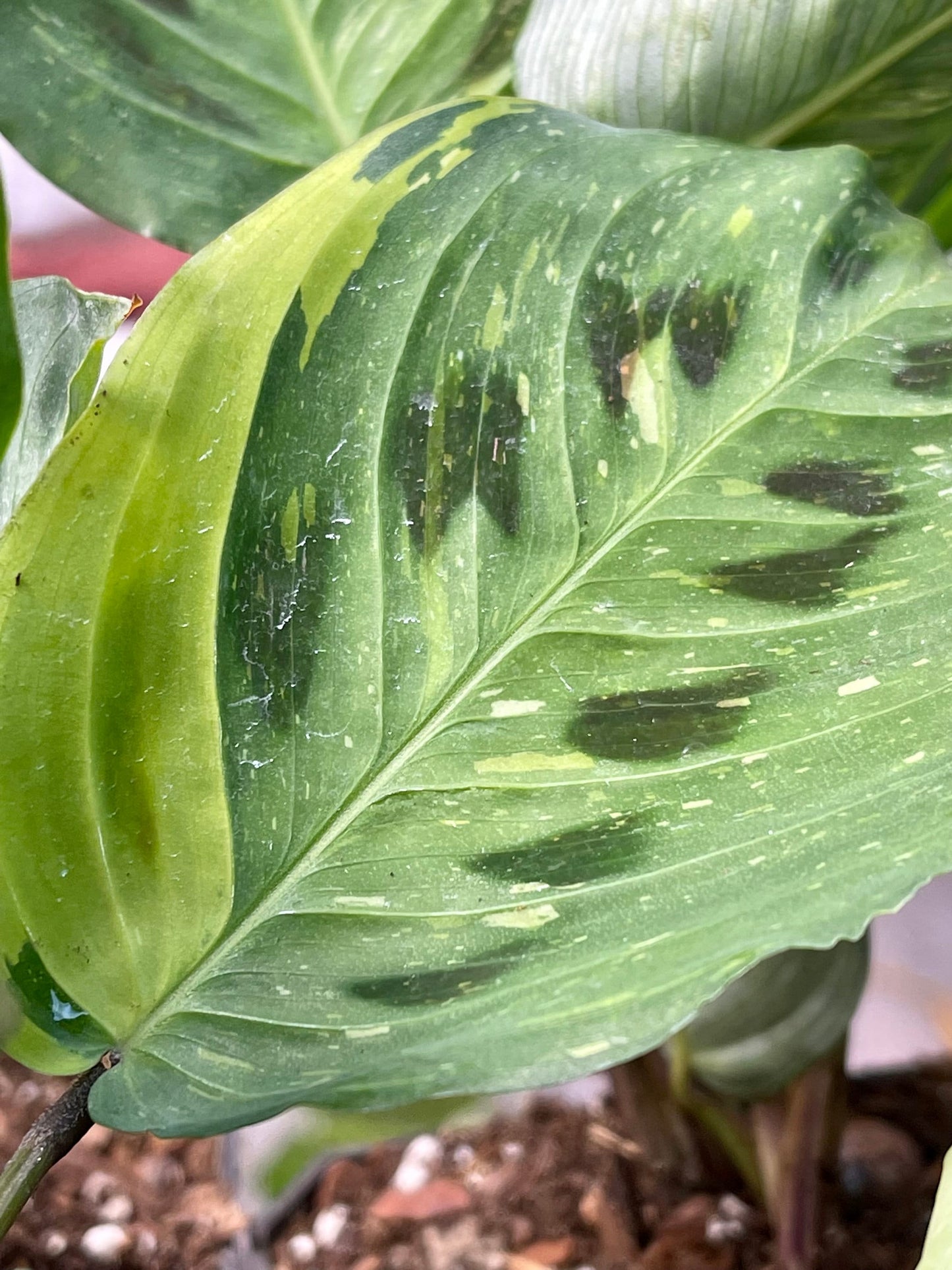 Variegated Green Maranta