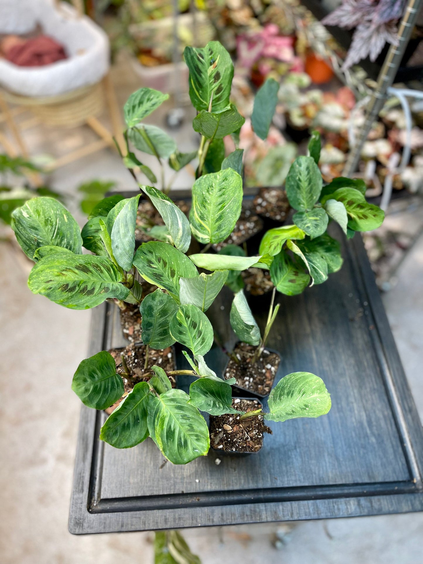 Variegated Green Maranta