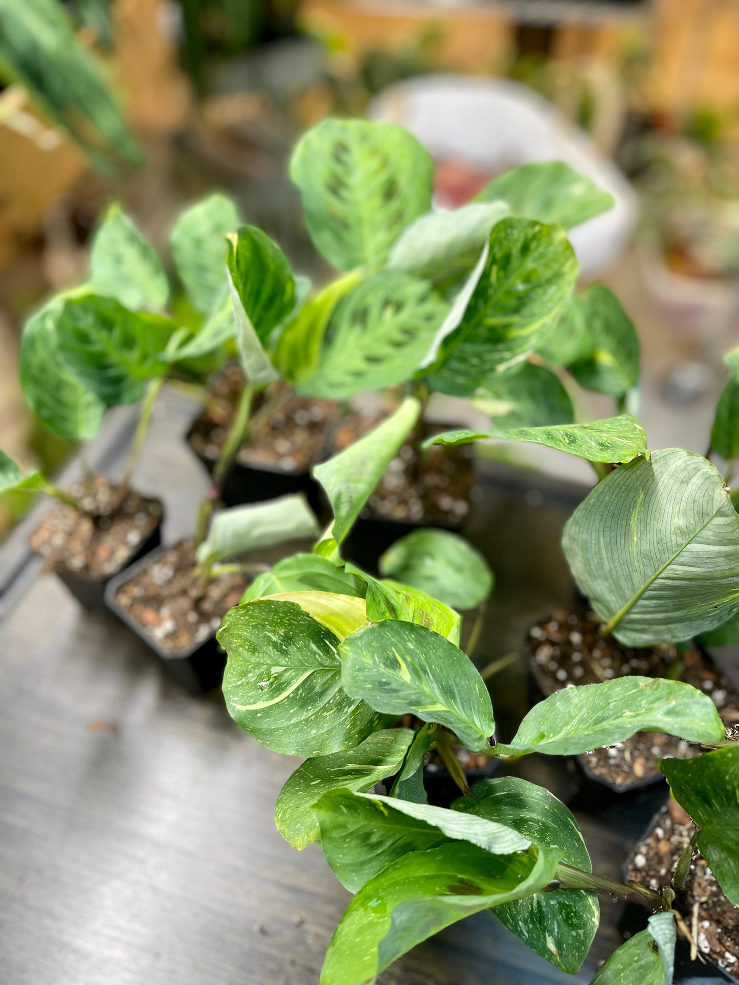 Variegated Green Maranta