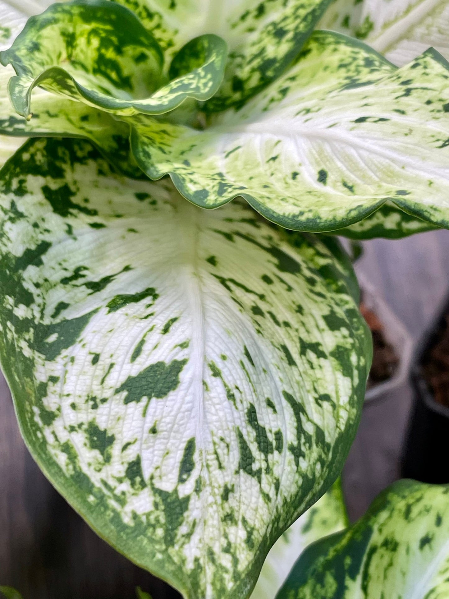 Dieffenbachia Compacta