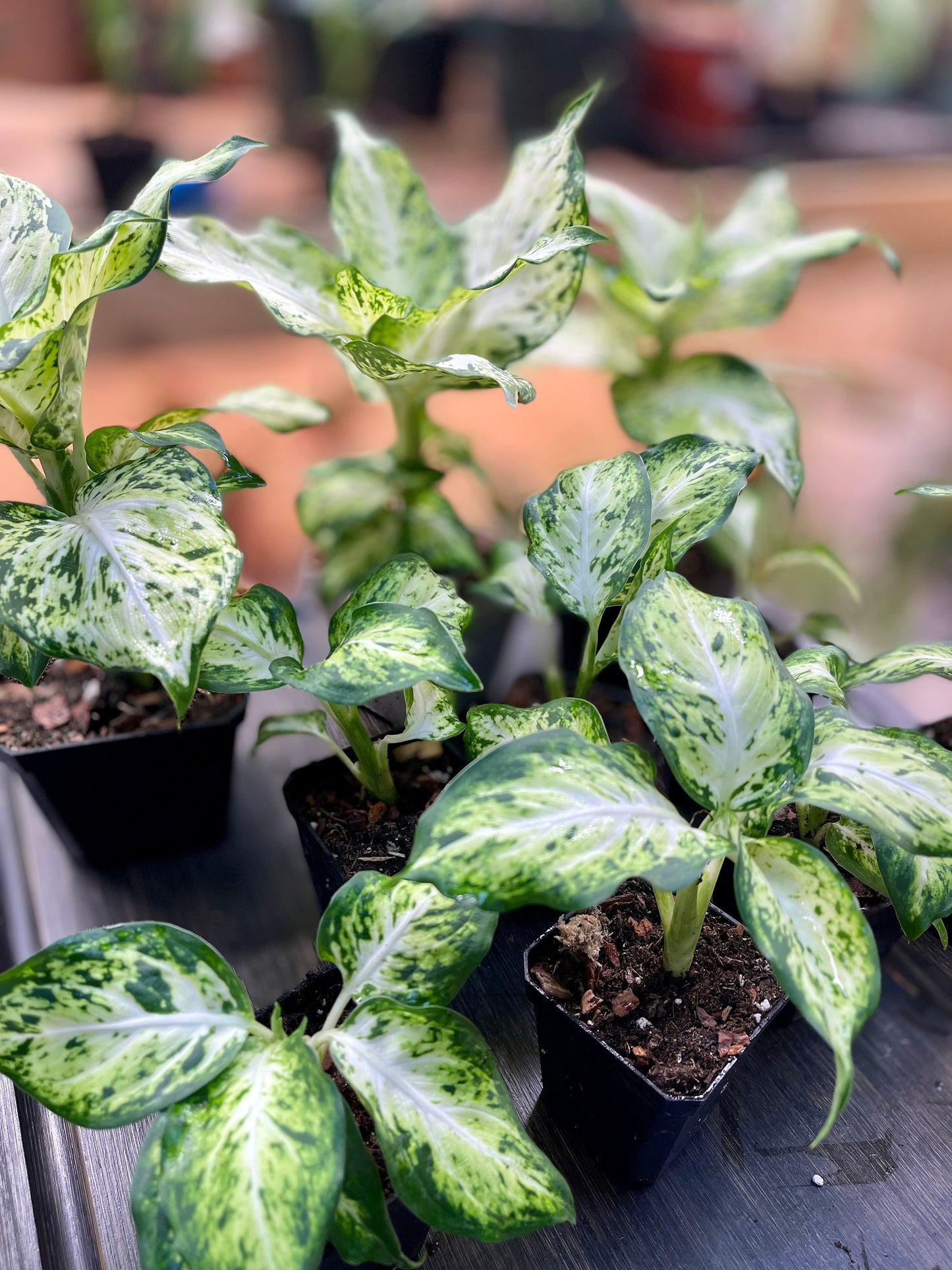 Dieffenbachia Compacta