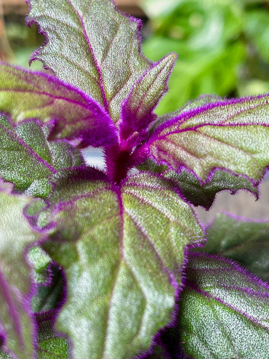 Gynura Aurantiaca Purple Passion