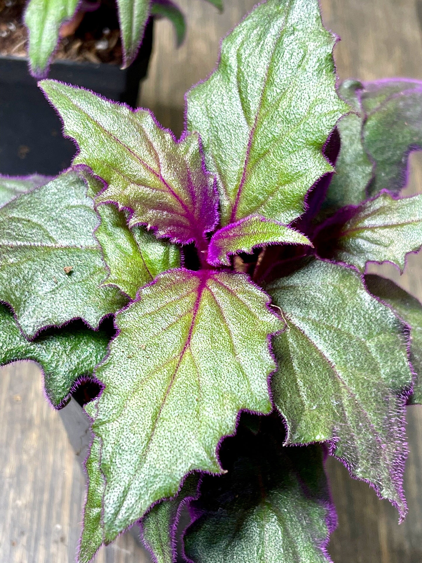 Gynura Aurantiaca Purple Passion