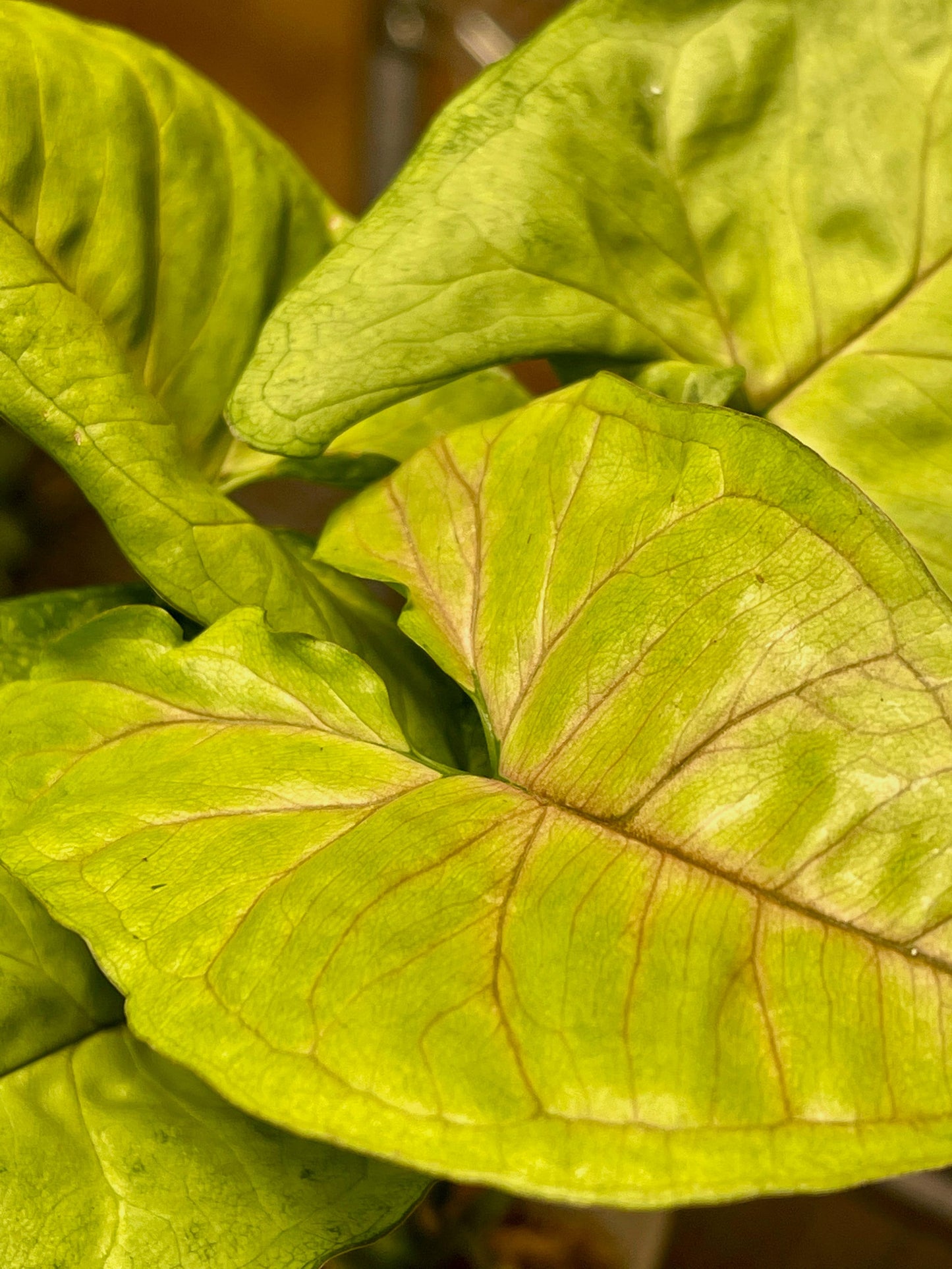 Syngonium Podophyllum Berry Allusion
