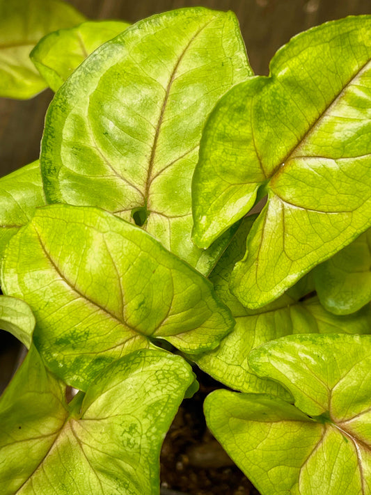 Syngonium Podophyllum Berry Allusion