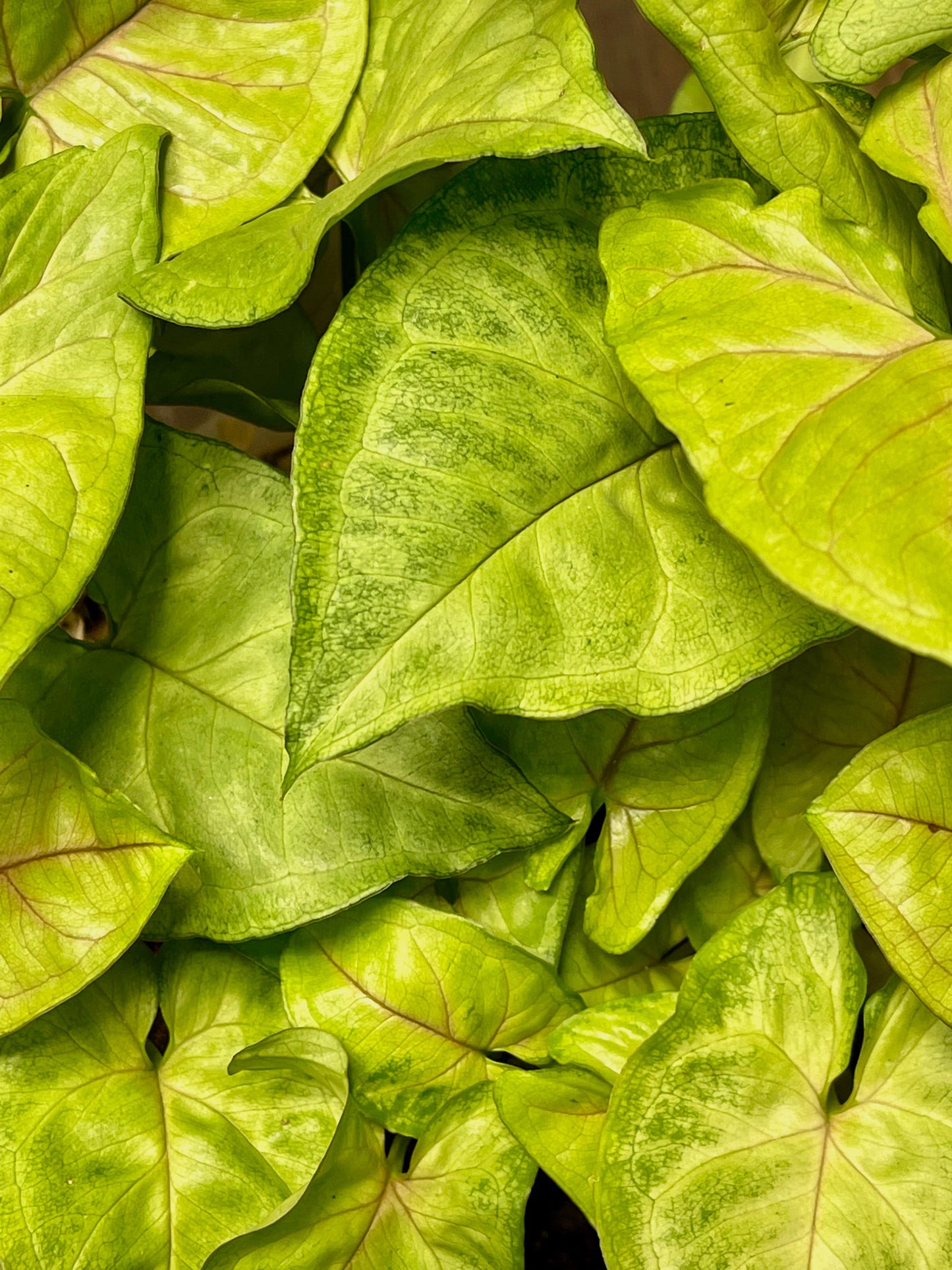 Syngonium Podophyllum Berry Allusion