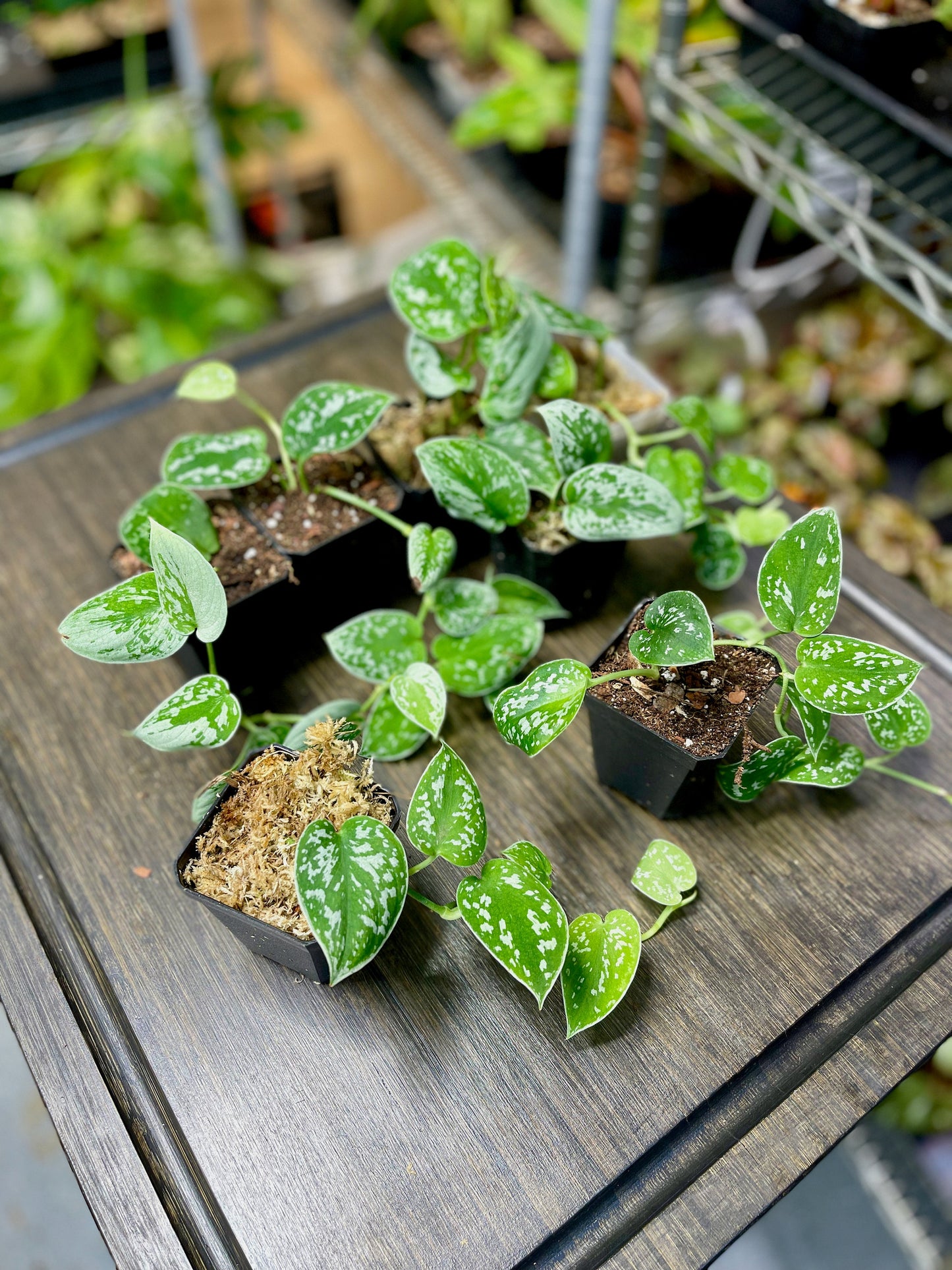Scindapsus Pictus Silvery Ann