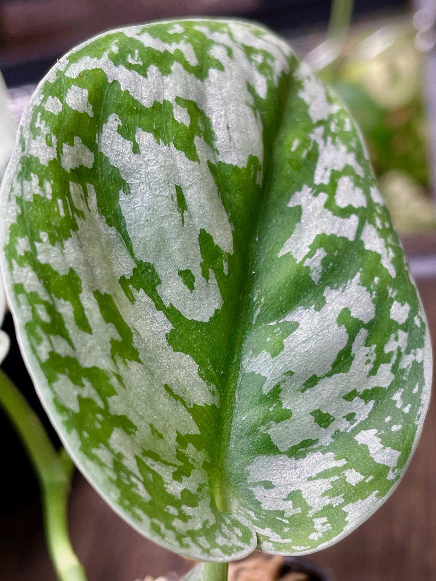 Scindapsus Pictus Exotica
