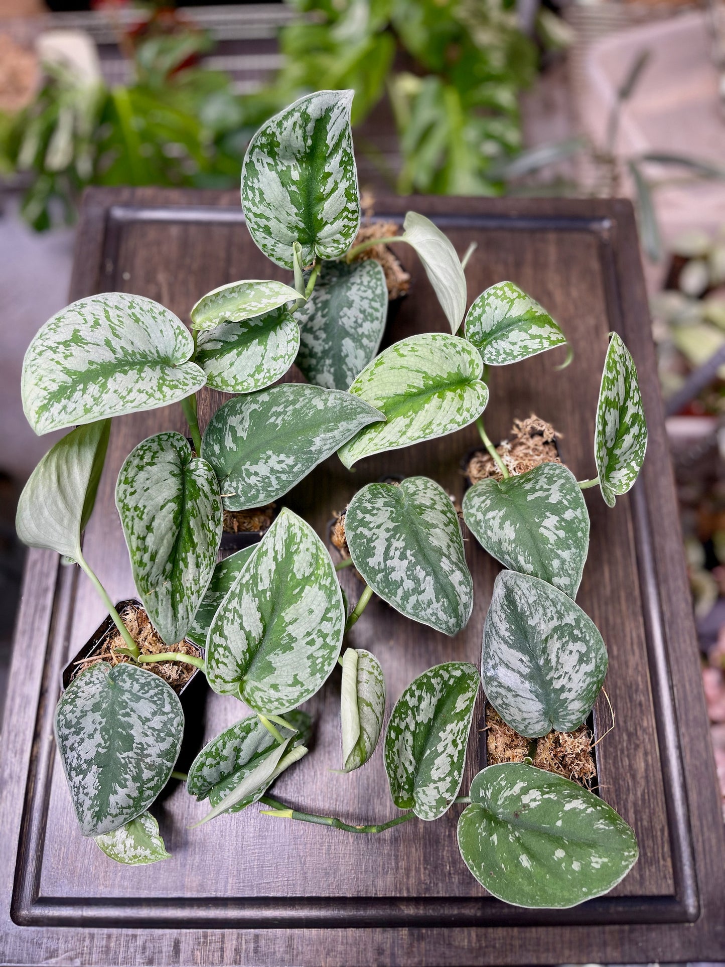 Scindapsus Pictus Exotica