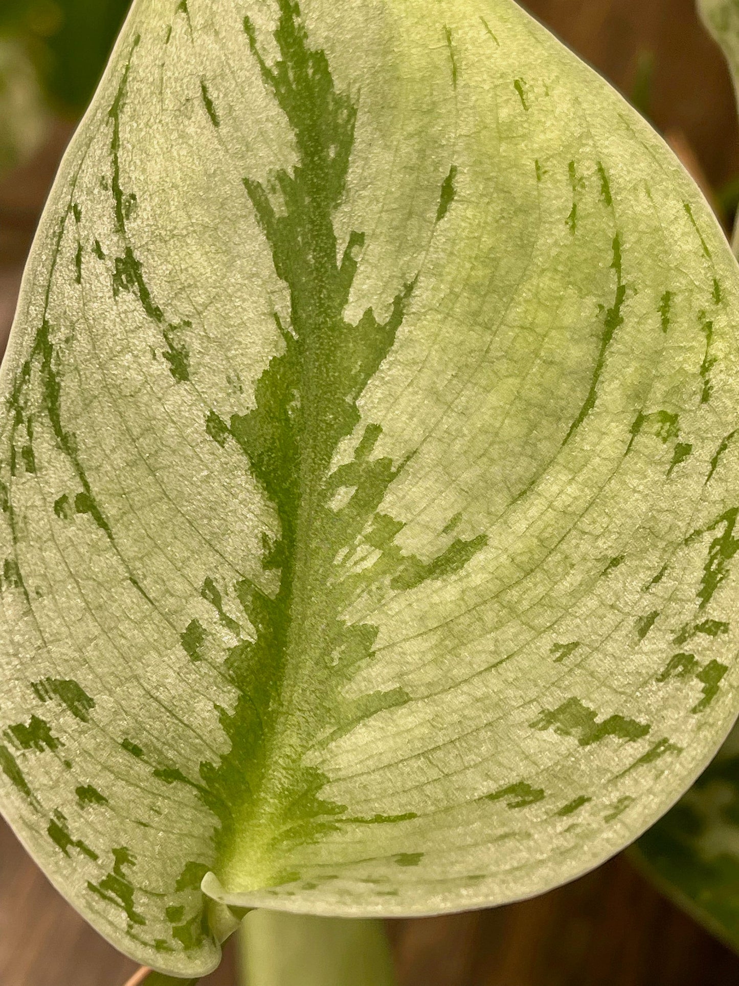 Scindapsus Pictus Exotica