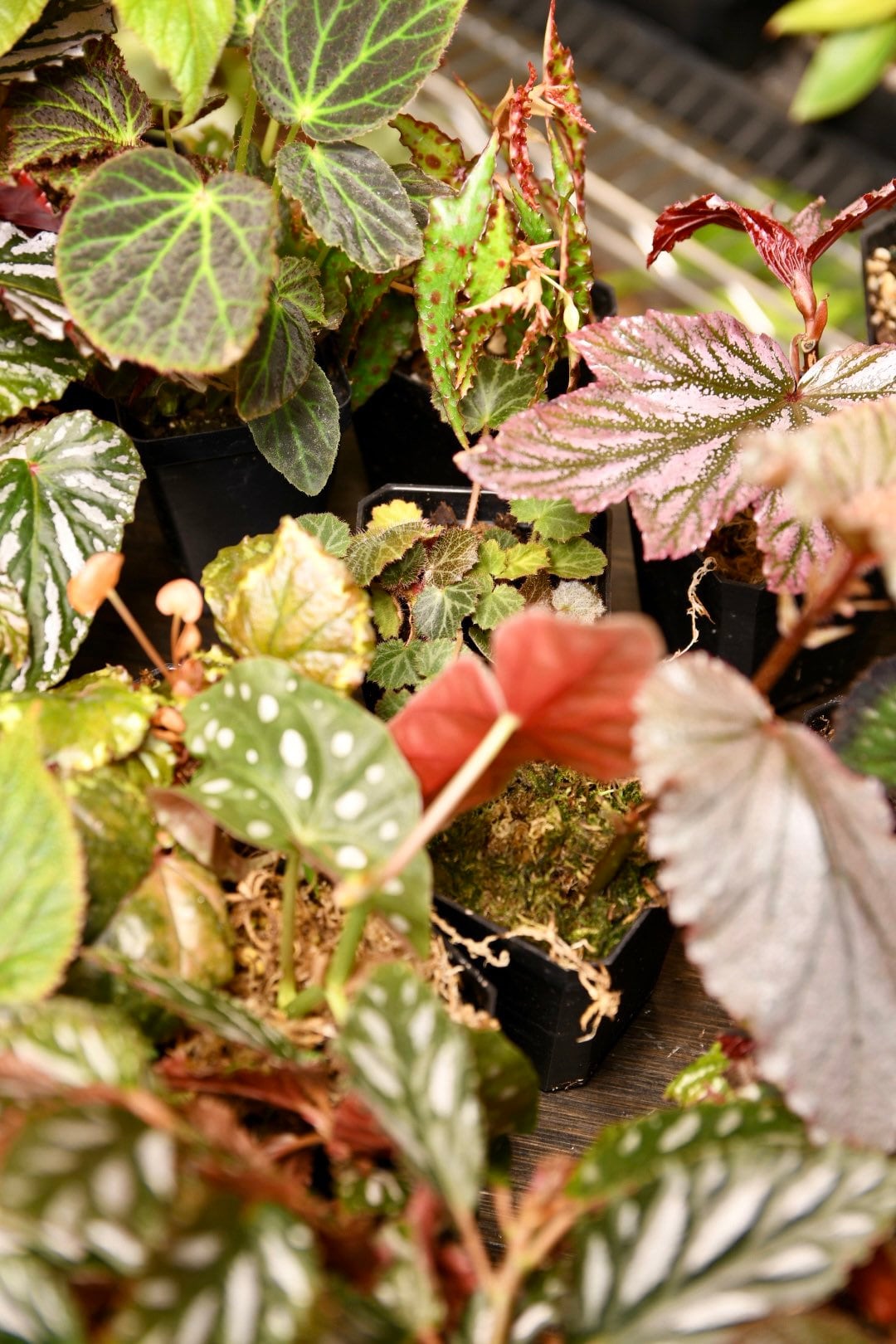 Mystery Begonia