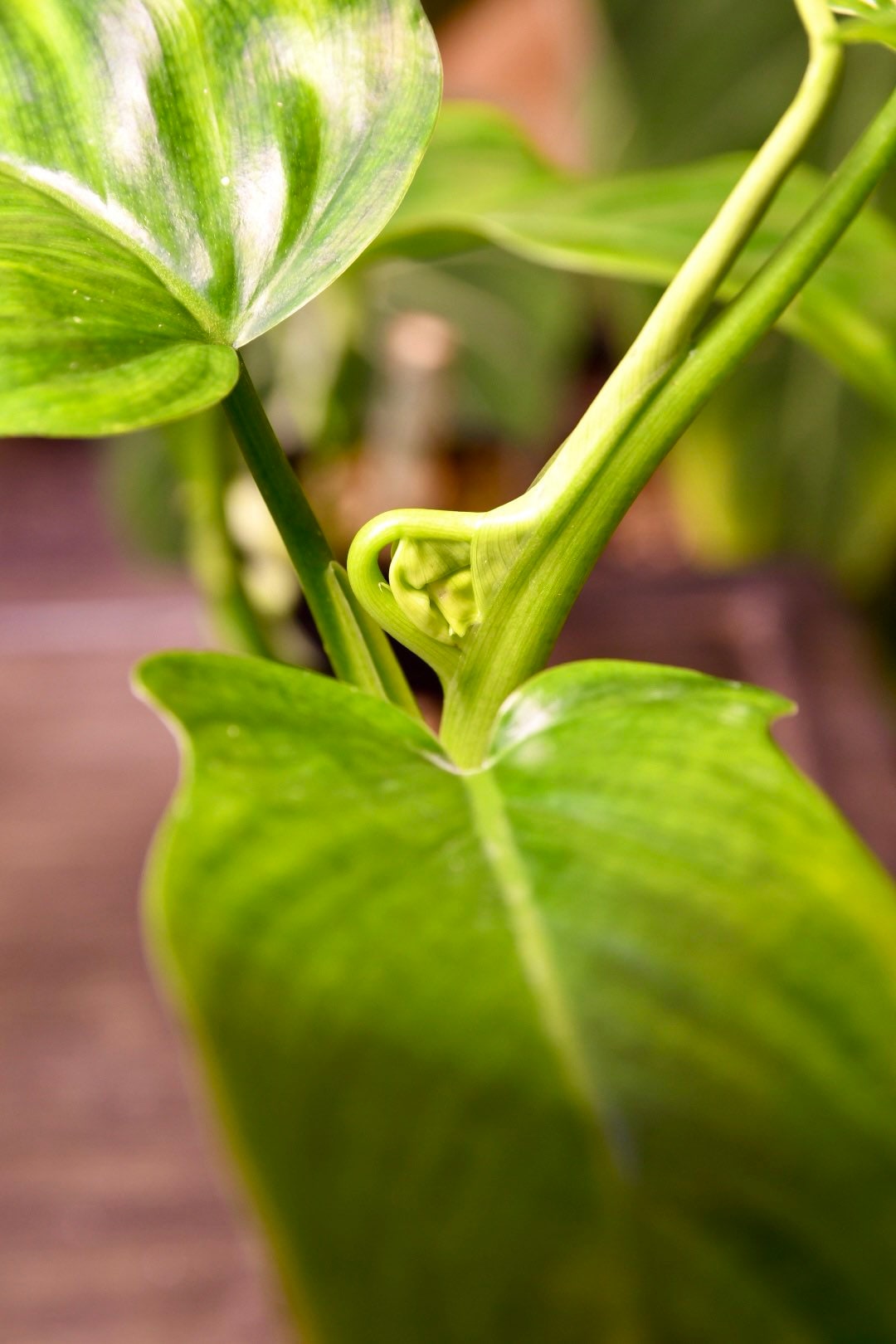Philodendron Tripartitum