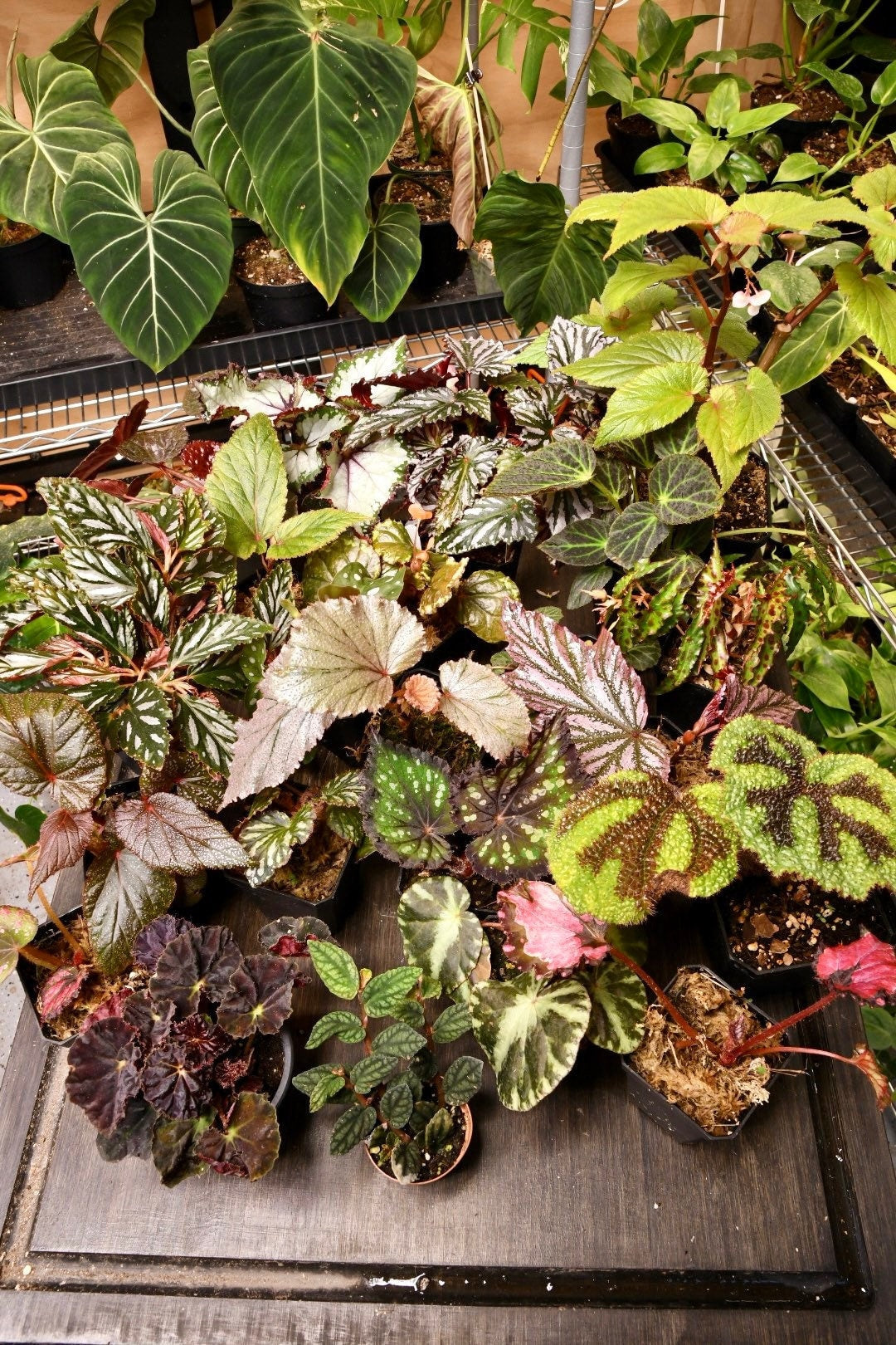 Mystery Begonia