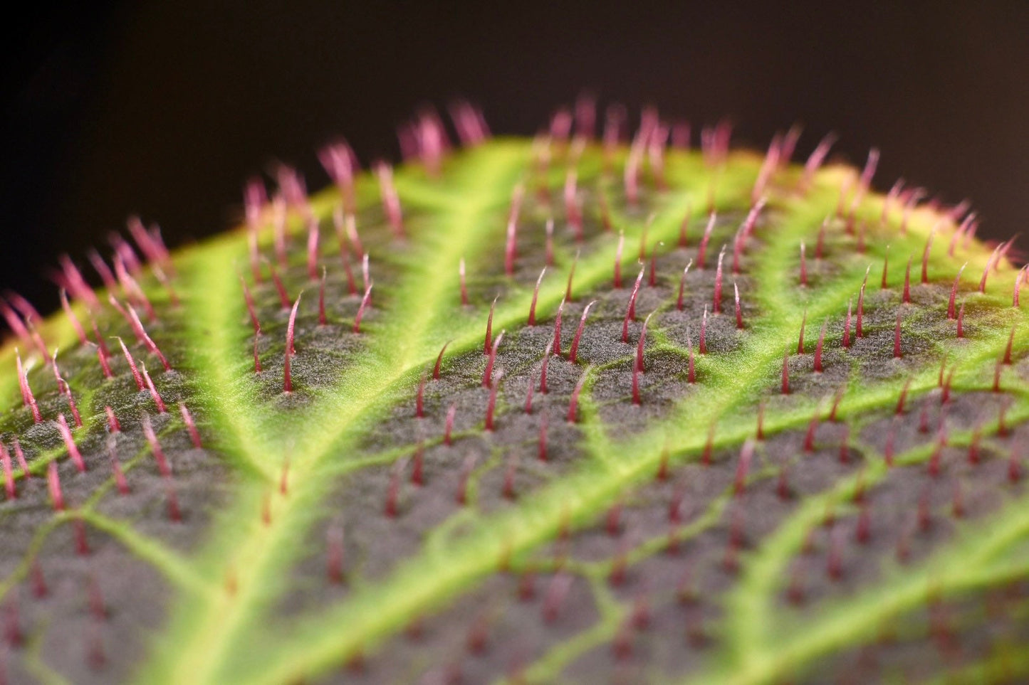 Begonia Chloroneura