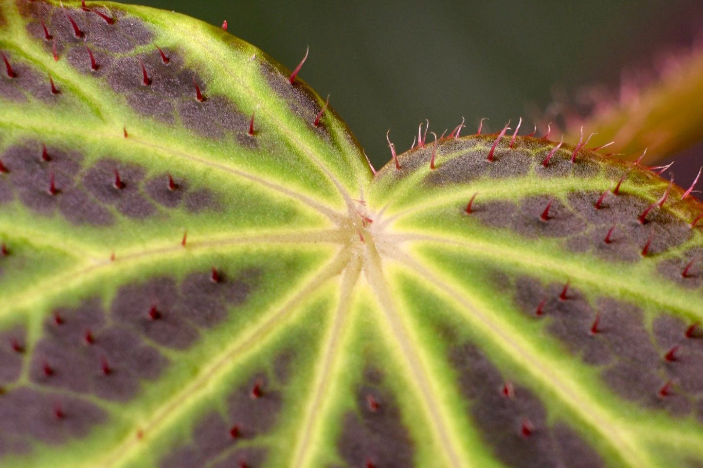Begonia Chloroneura