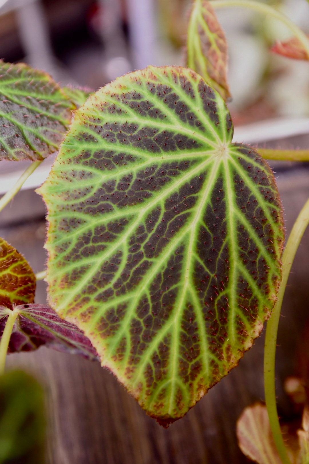 Begonia Chloroneura