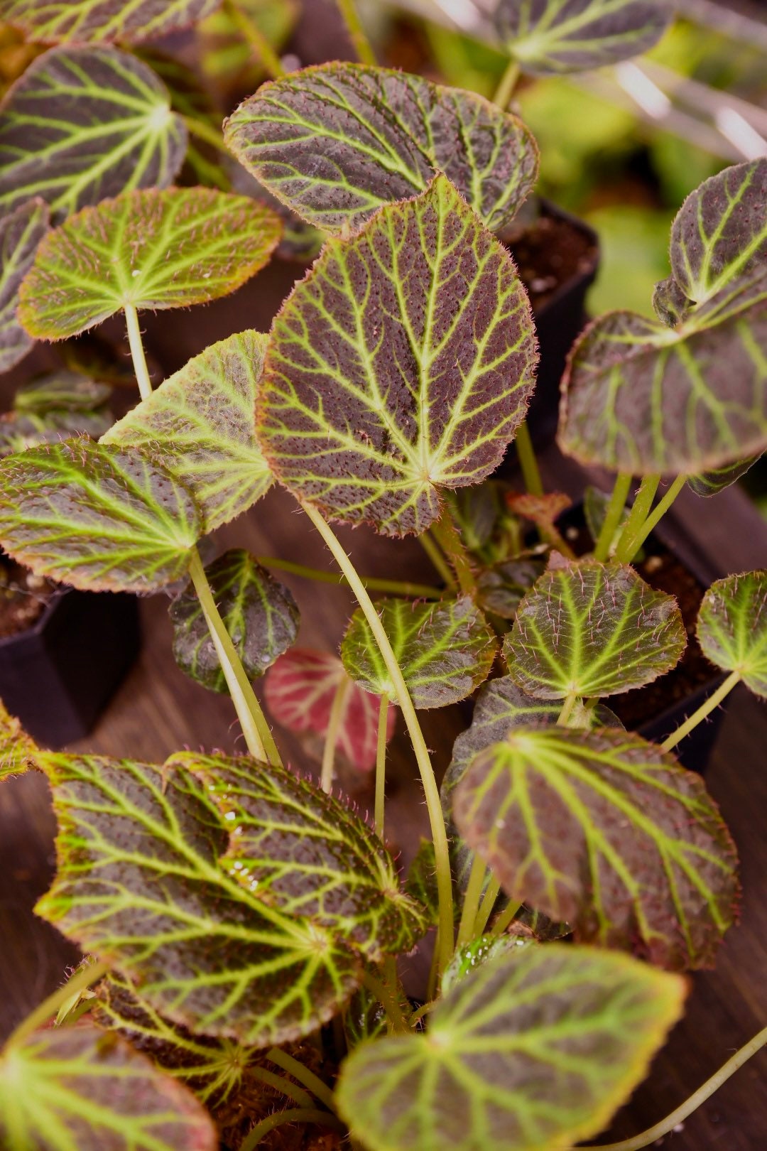 Begonia Chloroneura